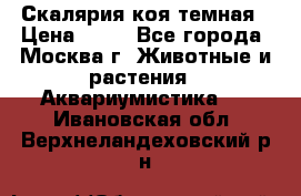 Скалярия коя темная › Цена ­ 50 - Все города, Москва г. Животные и растения » Аквариумистика   . Ивановская обл.,Верхнеландеховский р-н